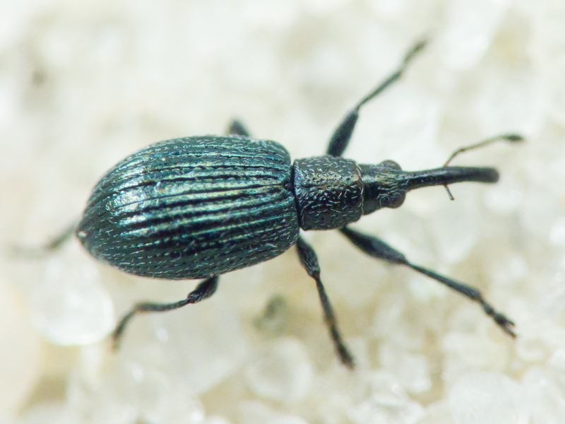 Apionidae Schönherr, 1823